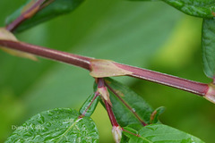 Desmodium triquetrum